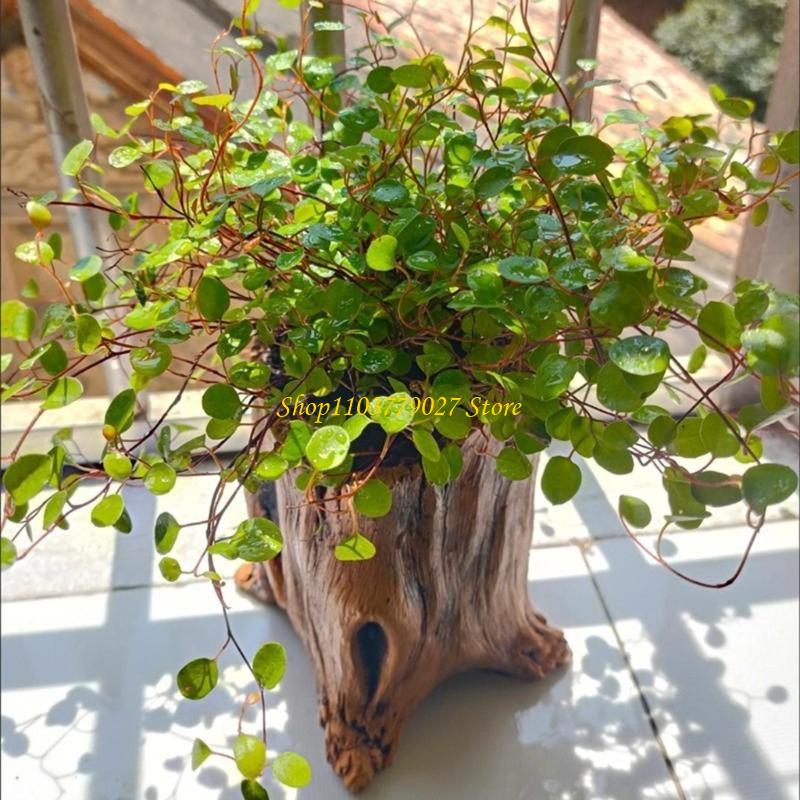 C4DF Vintage Cement Planter wi - đánh giá và giá Bonsai Garden Design