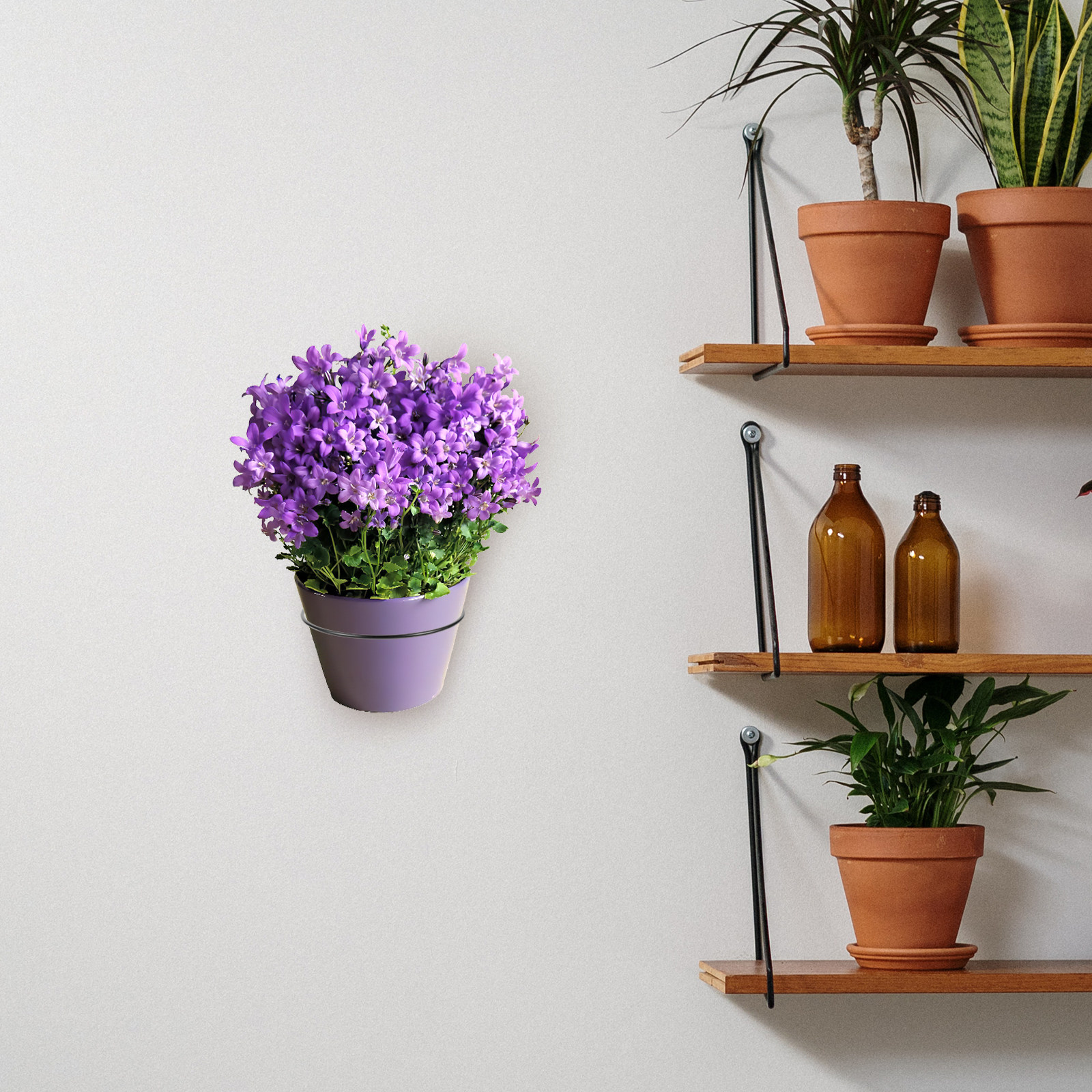 Iron Wall-Mounted Flowerpot Ra - đánh giá và giá Bonsai Garden Design